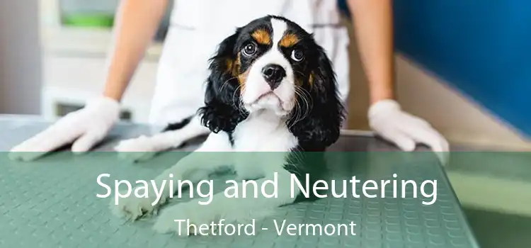 Spaying and Neutering Thetford - Vermont