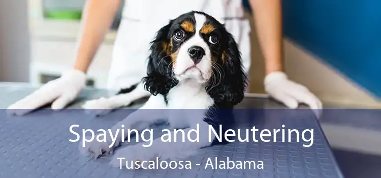 Spaying and Neutering Tuscaloosa - Alabama