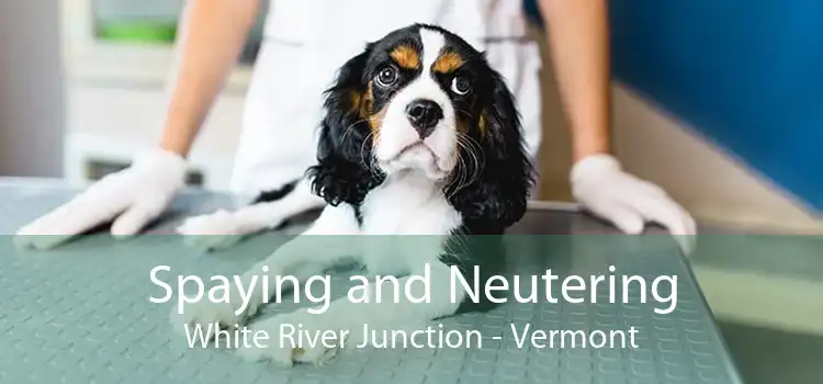Spaying and Neutering White River Junction - Vermont