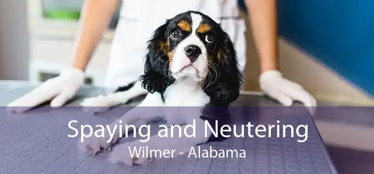 Spaying and Neutering Wilmer - Alabama