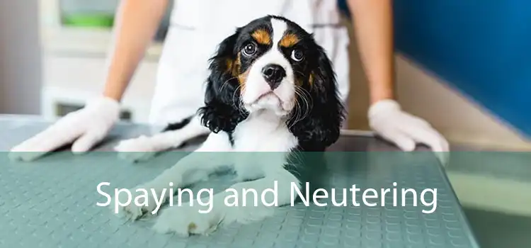 Spaying and Neutering 