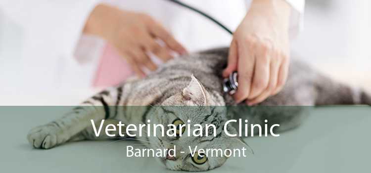 Veterinarian Clinic Barnard - Vermont