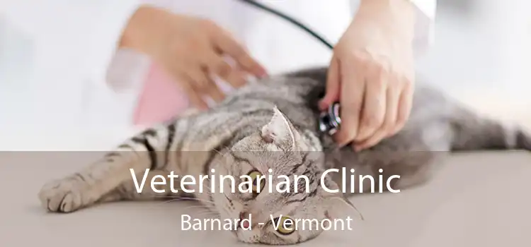 Veterinarian Clinic Barnard - Vermont