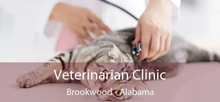 Veterinarian Clinic Brookwood - Alabama