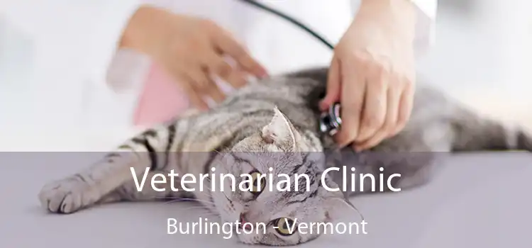 Veterinarian Clinic Burlington - Vermont