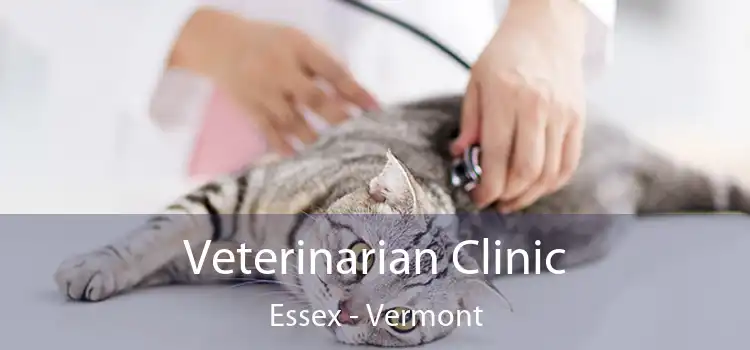 Veterinarian Clinic Essex - Vermont