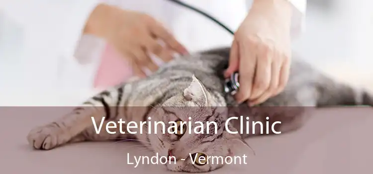 Veterinarian Clinic Lyndon - Vermont