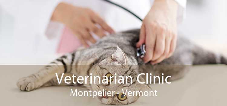 Veterinarian Clinic Montpelier - Vermont