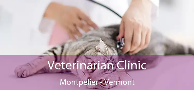 Veterinarian Clinic Montpelier - Vermont