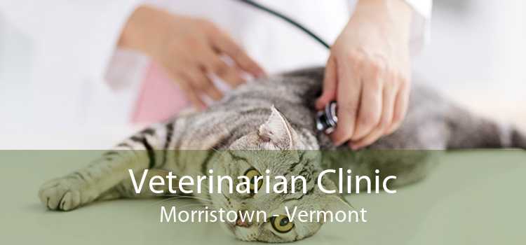Veterinarian Clinic Morristown - Vermont