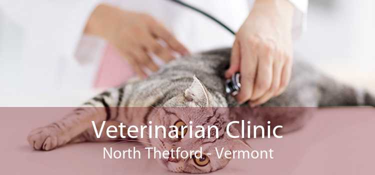 Veterinarian Clinic North Thetford - Vermont