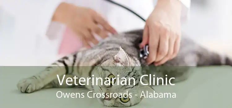 Veterinarian Clinic Owens Crossroads - Alabama