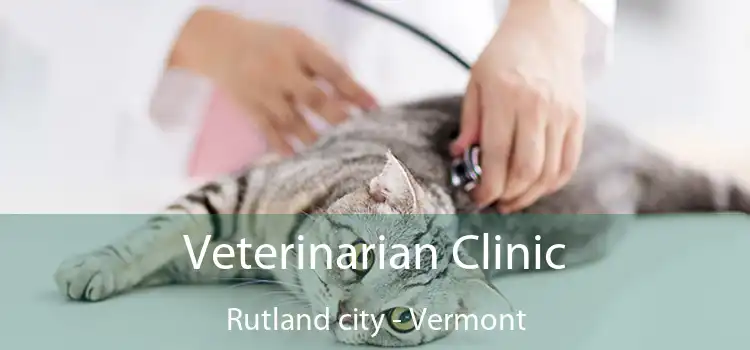 Veterinarian Clinic Rutland city - Vermont