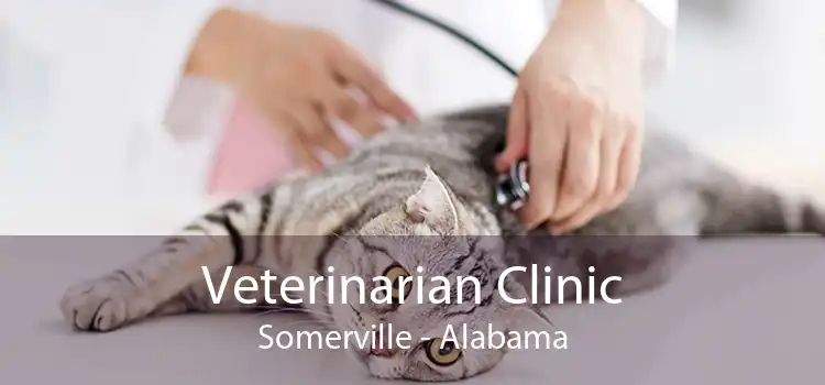 Veterinarian Clinic Somerville - Alabama