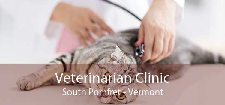 Veterinarian Clinic South Pomfret - Vermont
