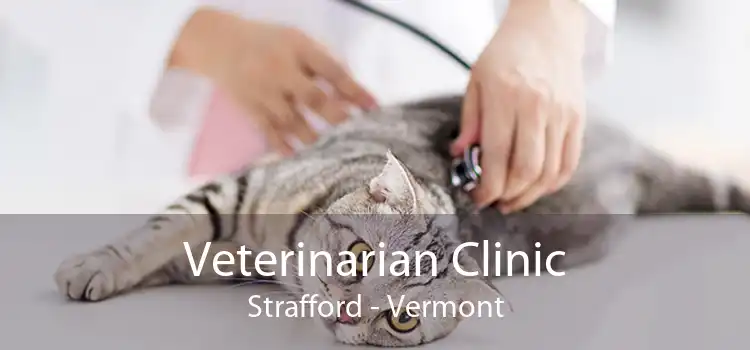 Veterinarian Clinic Strafford - Vermont