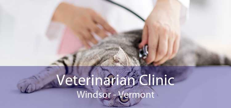 Veterinarian Clinic Windsor - Vermont
