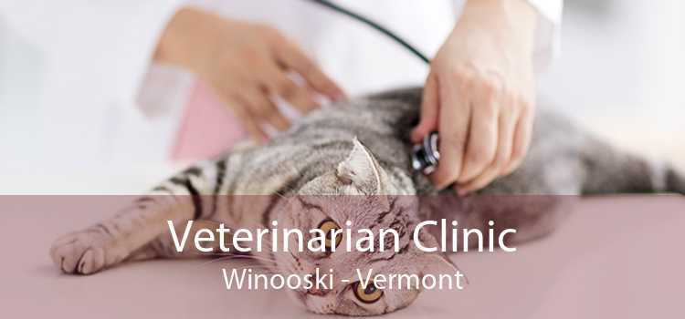 Veterinarian Clinic Winooski - Vermont