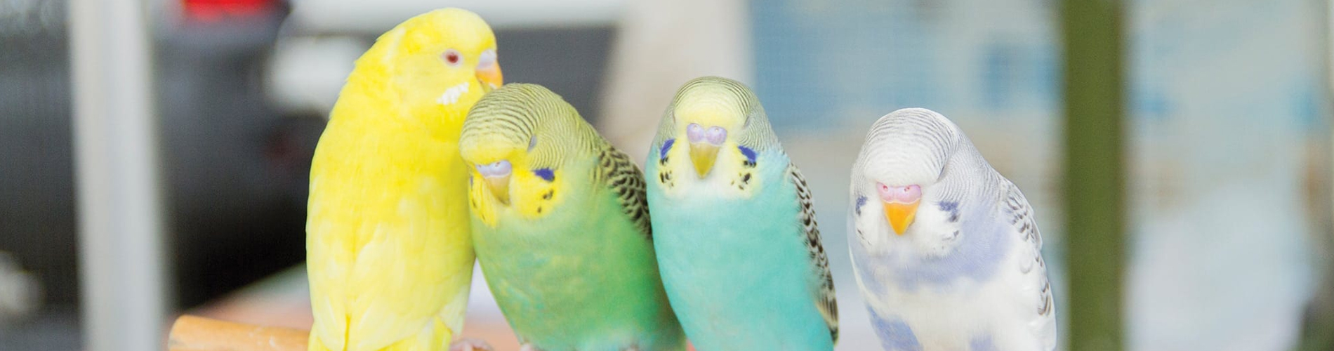 Bird Vet Brookwood Emergency Exotic Avian Vet Near Me