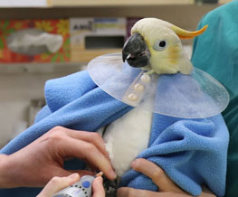 Bird Vet in Essex Junction