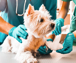 emergency vet in Essex Junction
