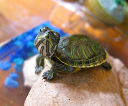 reptile vet in Essex Junction