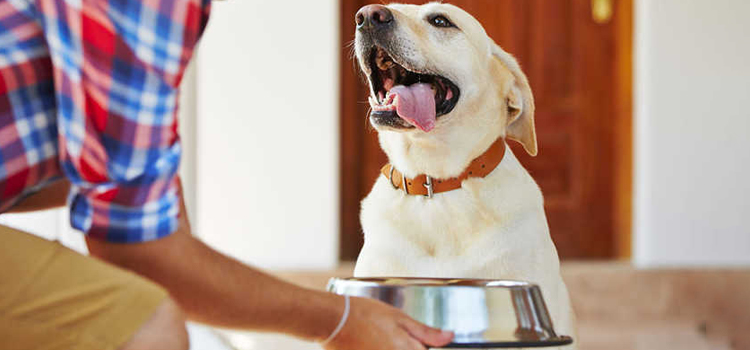 animal hospital nutritional consulting in Bethel