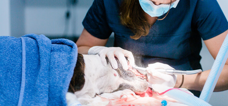 Huntsville animal hospital veterinary operation