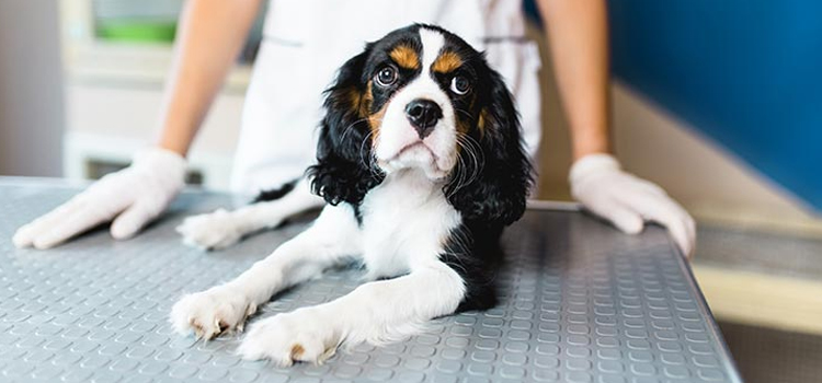 spay and neuter operation in St. Johnsbury