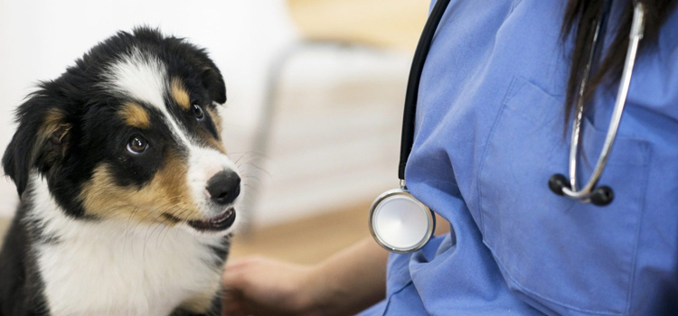 24/7 Vet Emergency Vet operation in Essex Junction