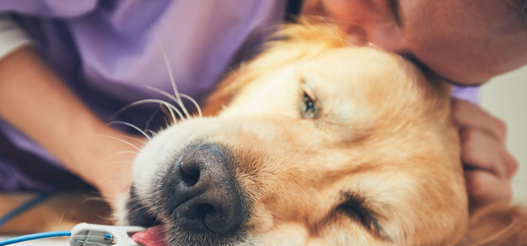 Dog Euthanasia Drugs surgery in Lyndon