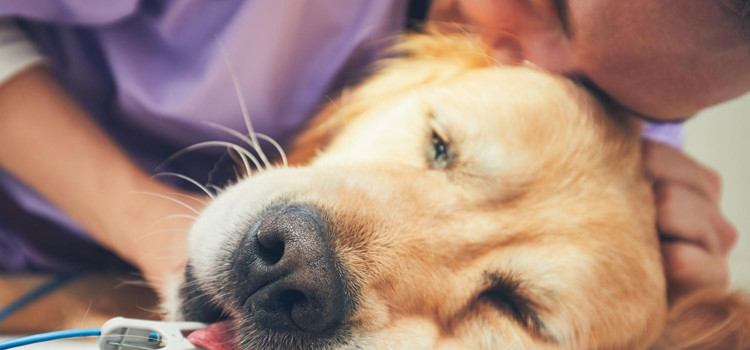 Dog Euthanasia Drugs surgery in Rutland city